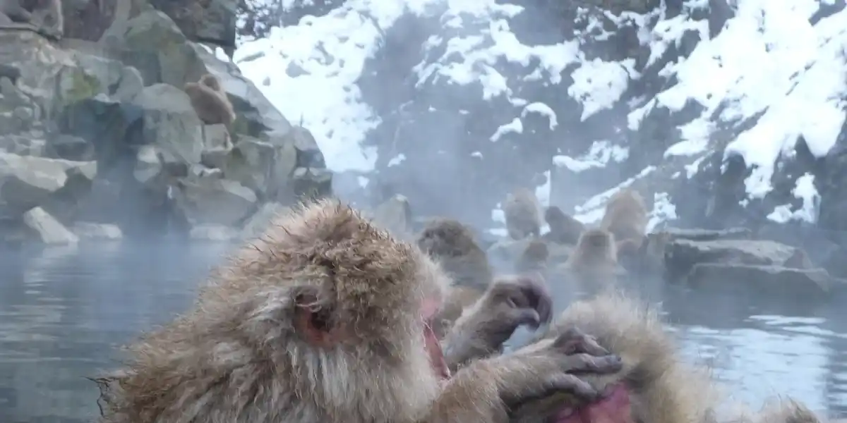 Are the Jigokudani Snow Monkeys Worth It? The Real Question Is *When*, Not Whether