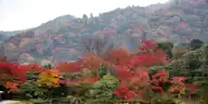 Autumn Leaves in Japan: What Locals Really Feel When You Come for Koyo