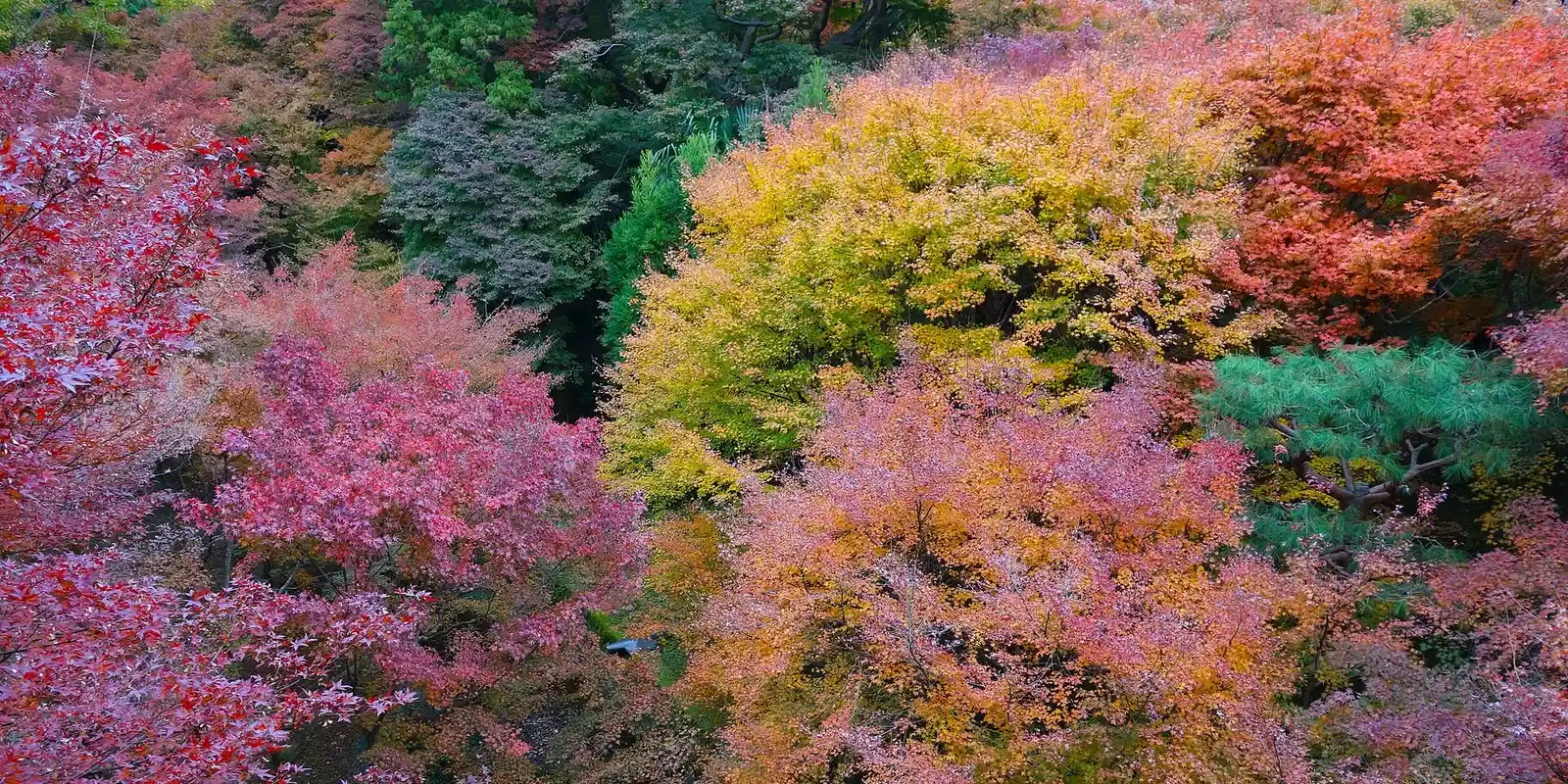 Wann solltest du Japan besuchen? — Die Monate, in denen Japaner sich insgeheim wünschen, dass du kommst