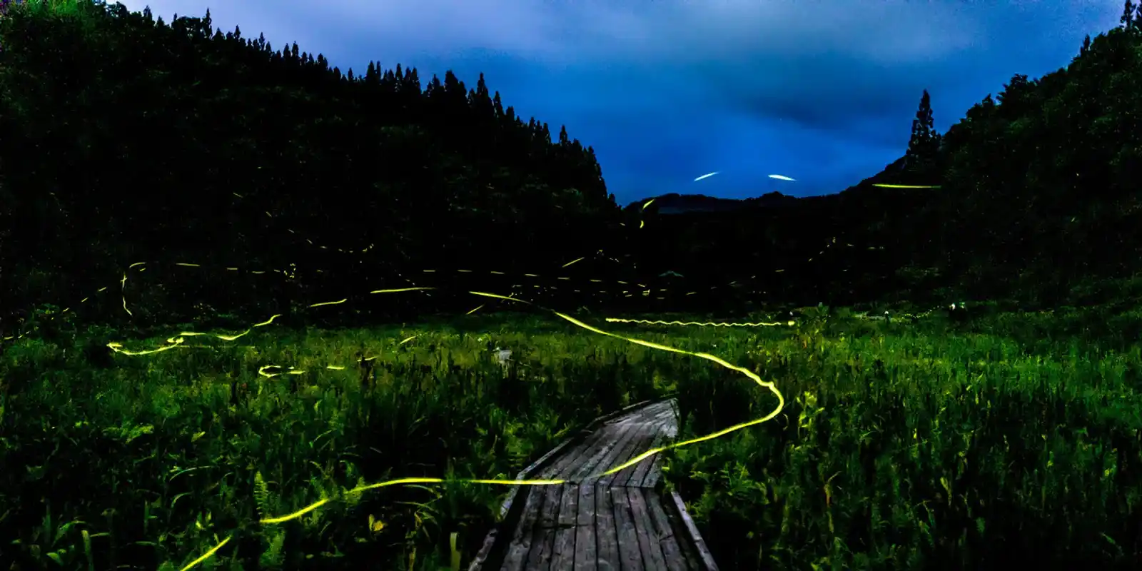 Why Do Japanese People Watch Fireflies in the Dark — and Never Catch Them?