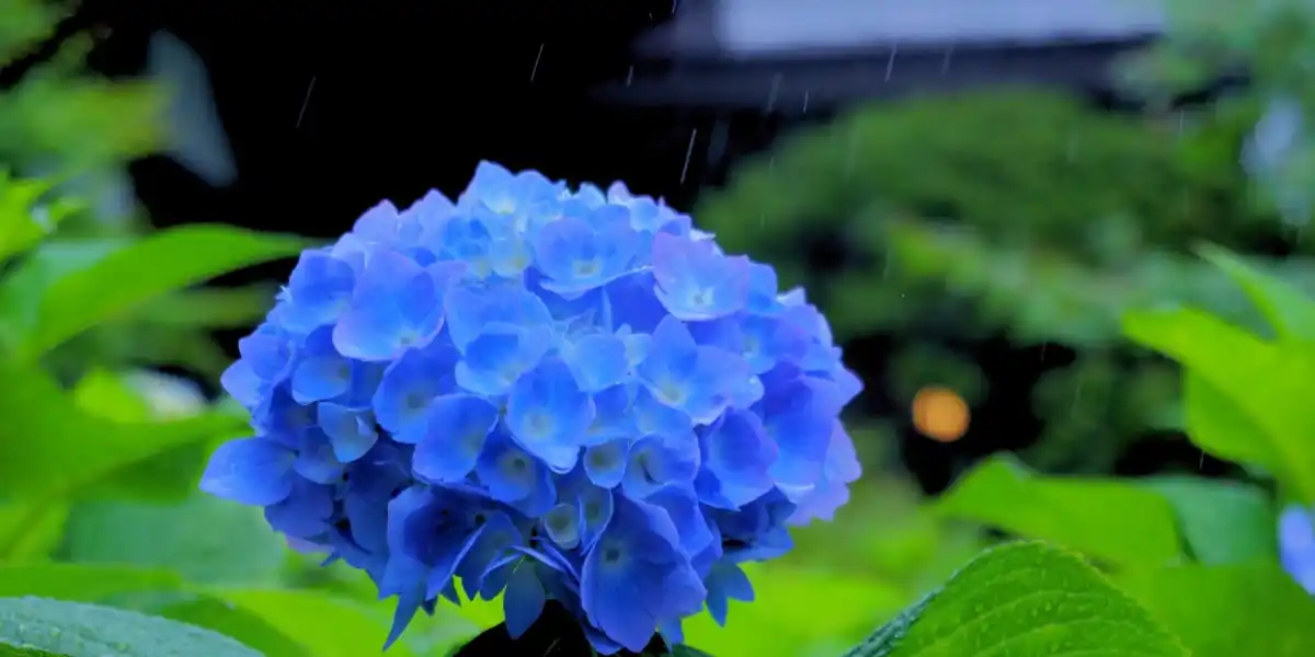 Hydrangeas in Japan (Ajisai): The Flower That Only Looks This Beautiful Because It's Raining