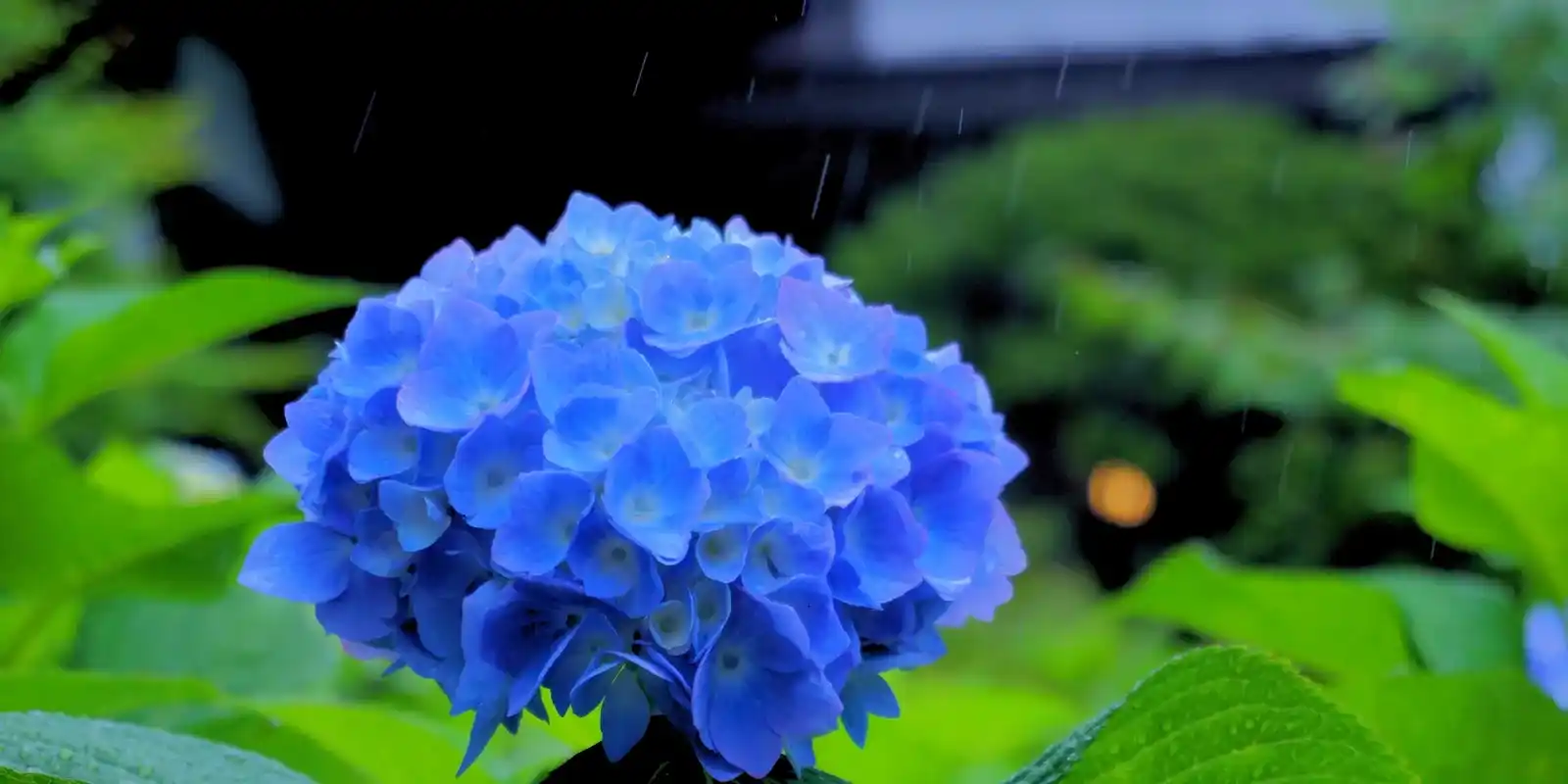 Hydrangeas in Japan (Ajisai): The Flower That Only Looks This Beautiful Because It's Raining