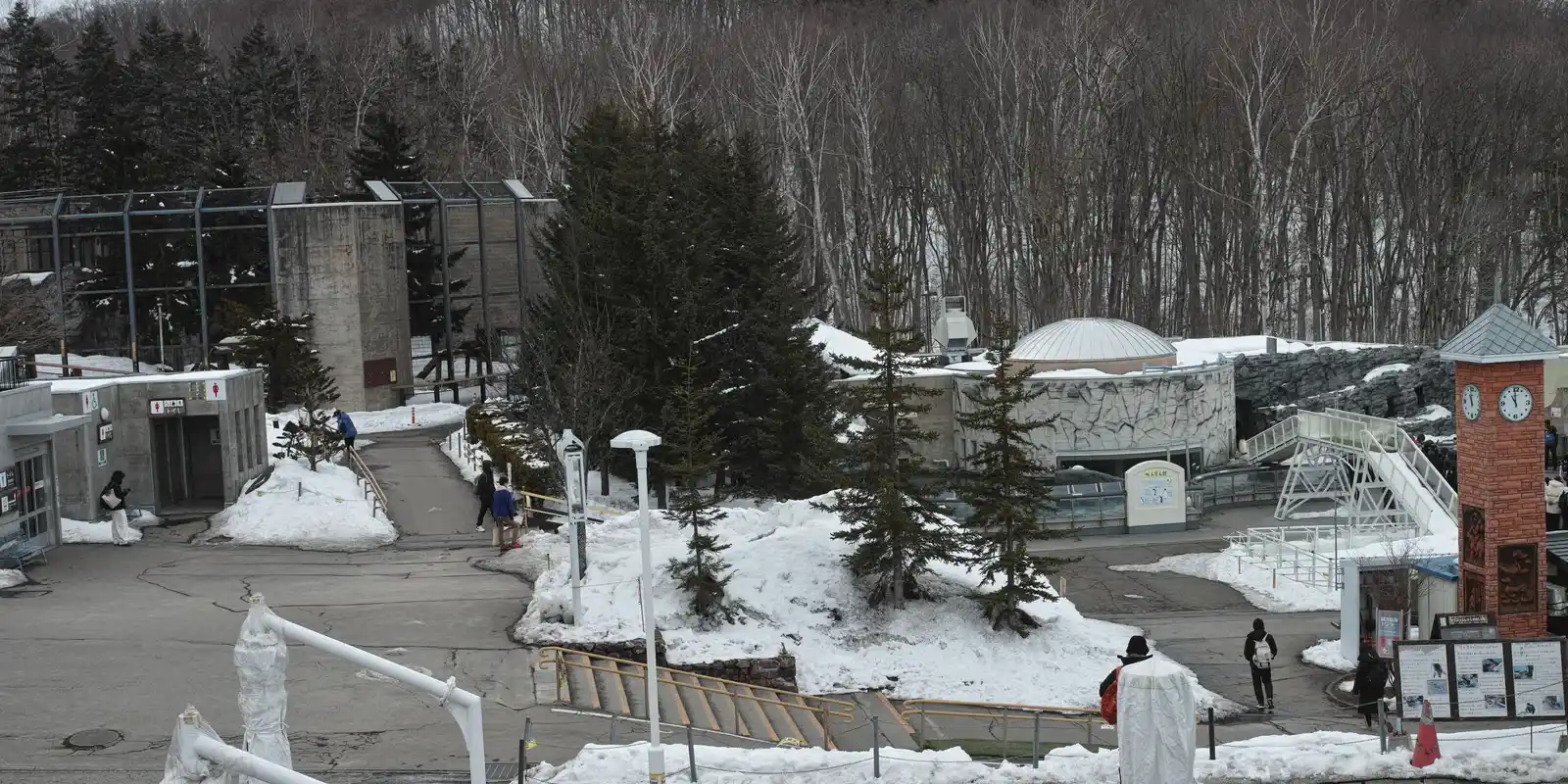Is Asahiyama Zoo Worth It? What Visitors and Japanese Reviewers Say