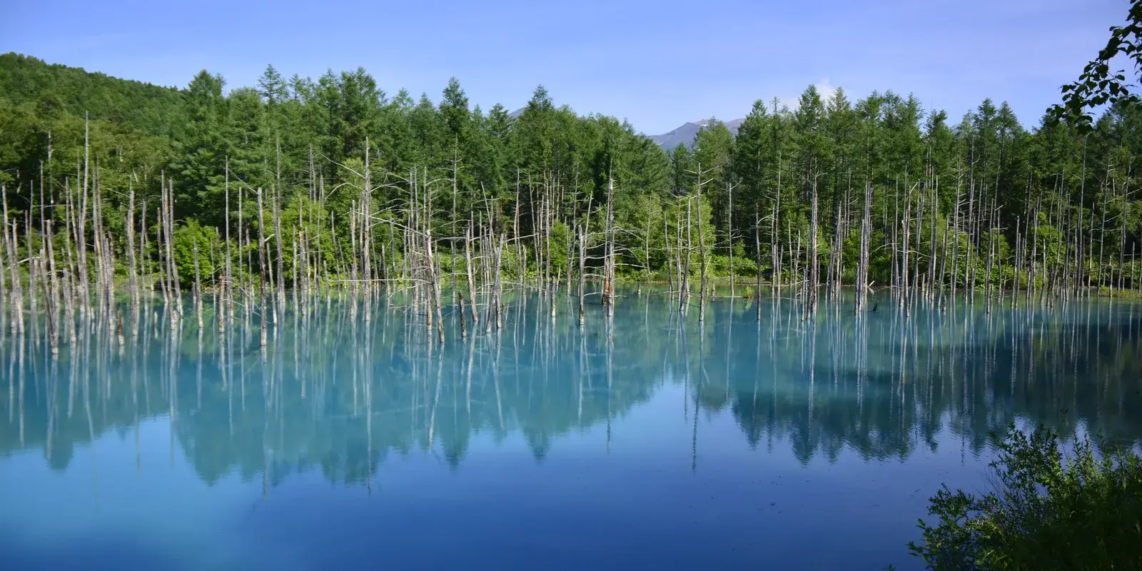 The Biei Blue Pond on a clear day: turquoise water with pale dead larch trees standing in it