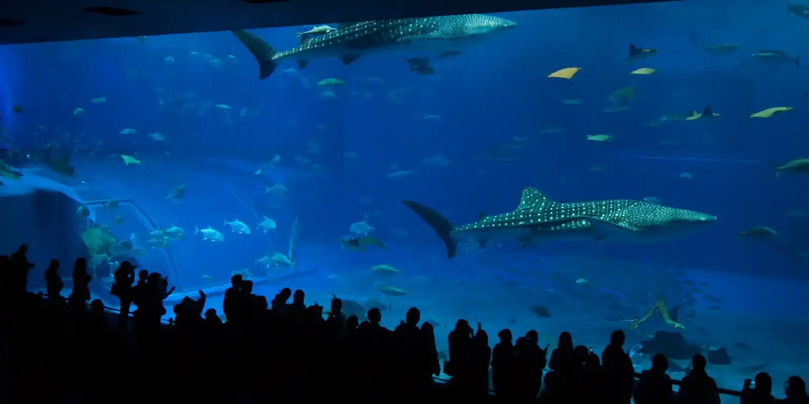 Is Churaumi Aquarium Worth It? What 151 Real Visitors Say