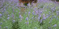 Is Furano Worth It? What Changes With the Calendar
