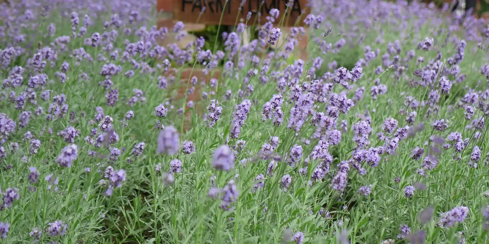 Is Furano Worth It? What Changes With the Calendar