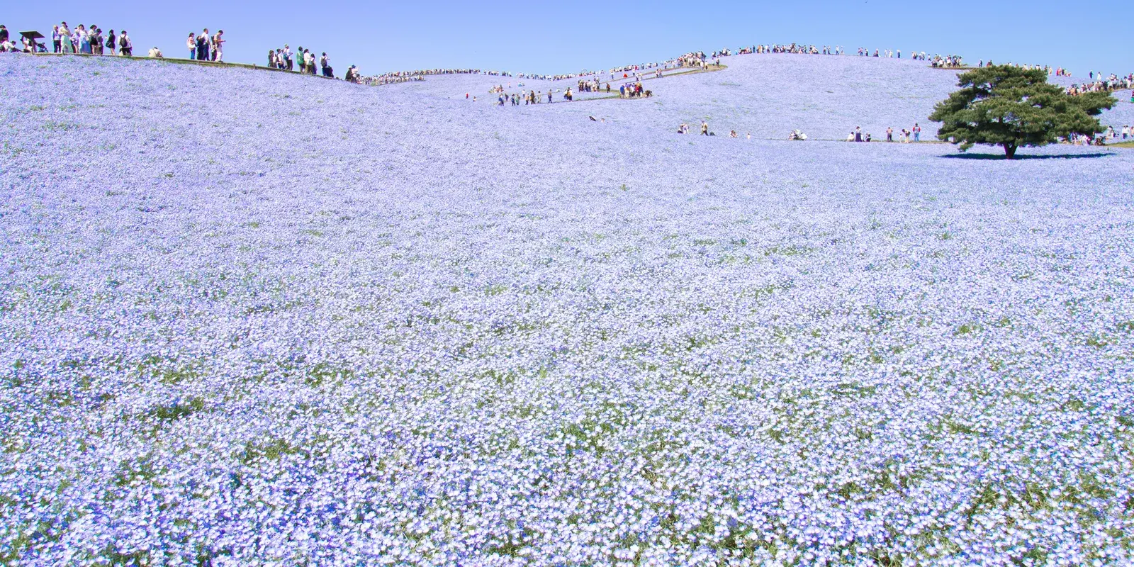 A wide slope covered edge to edge with small blue nemophila flowers under a clear sky at Hitachi Seaside Park