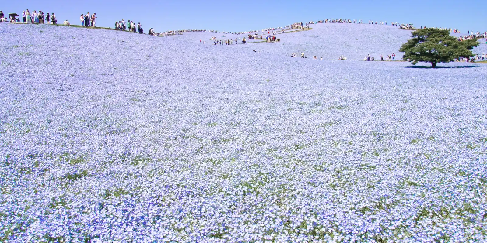 Is Hitachi Seaside Park Worth It? Yes, Say Most Visitors, If You Catch the Right Week