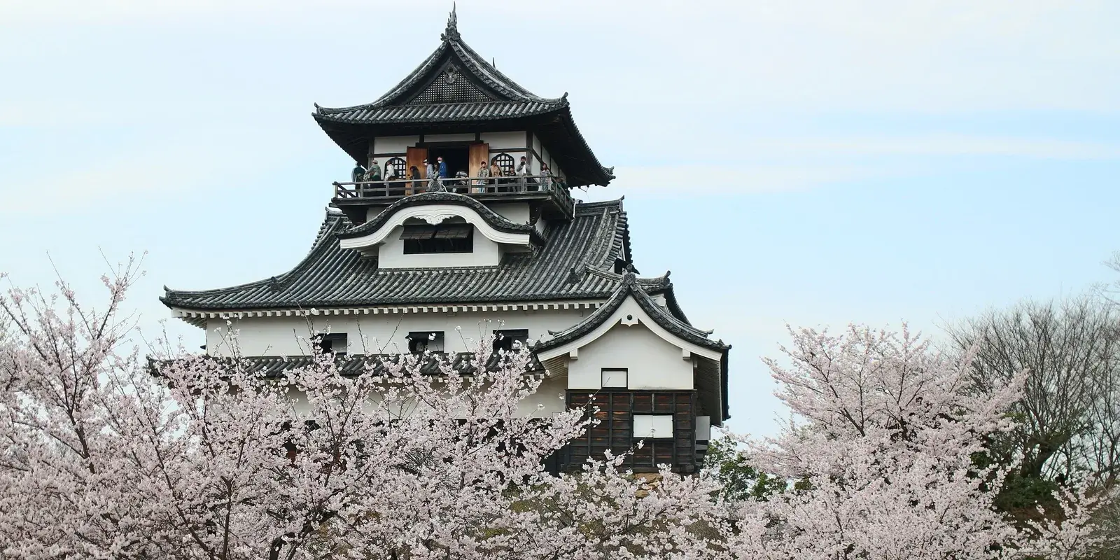 Inuyama Castle's original wooden keep among cherry blossoms, with visitors on the wrap-around balcony at the top