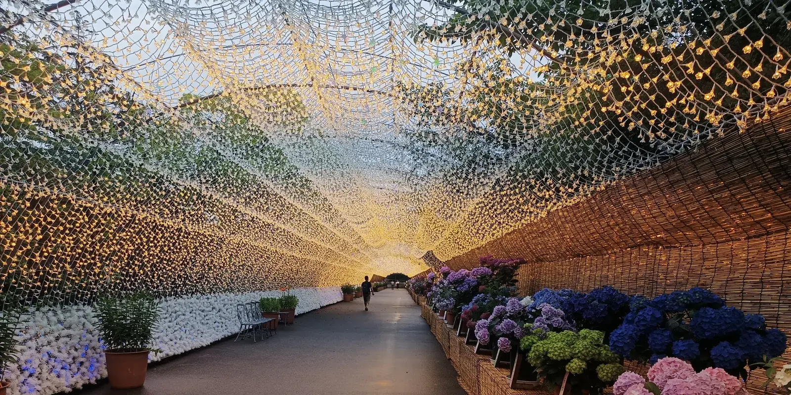 Visitors walking through a daytime tunnel of lights decorated with hydrangea flowers at Nabana no Sato