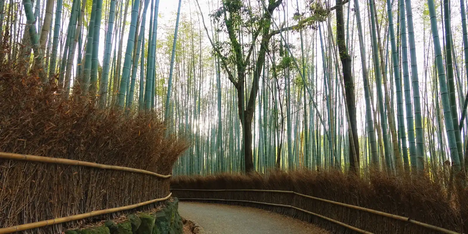 Is the Arashiyama Bamboo Grove Worth It? What Visitors — and the People of Kyoto — Actually Say