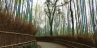 Is the Arashiyama Bamboo Grove Worth It? What Visitors — and the People of Kyoto — Actually Say
