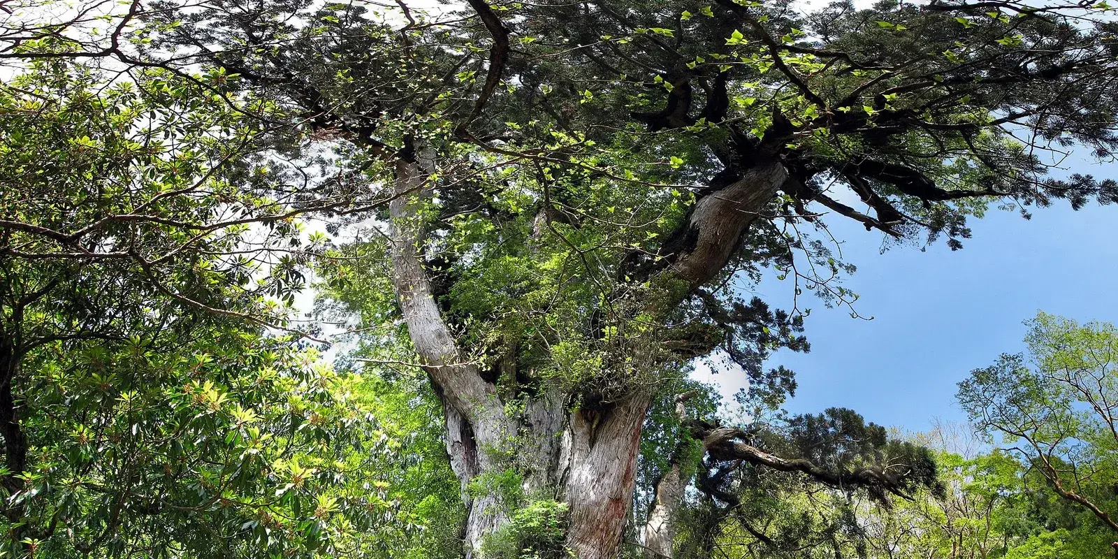 Looking up into the huge branching canopy of Jomon Sugi cedar against a blue sky in the Yakushima forest