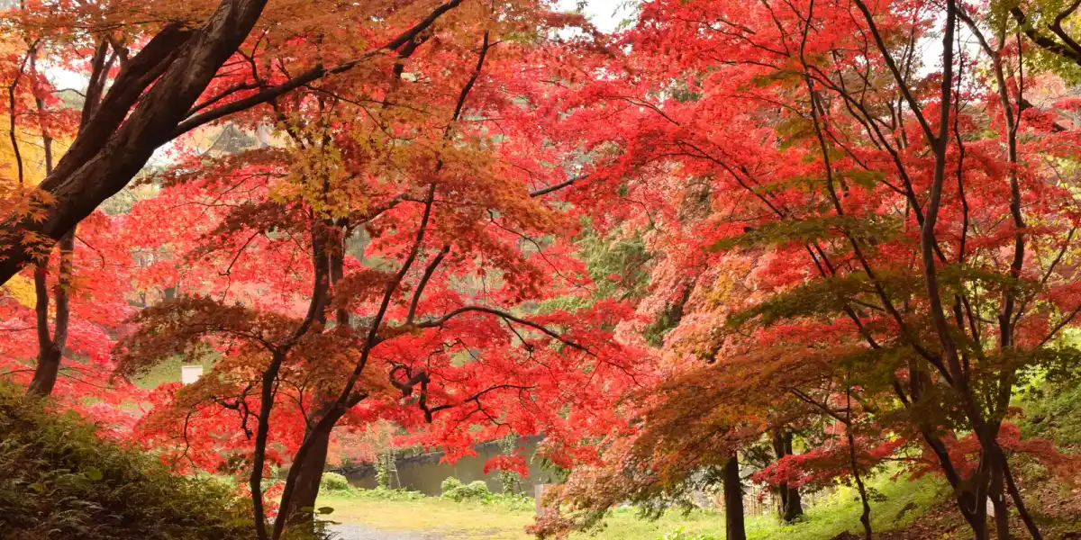 You're Worrying Too Much — What Japanese People Actually Think When They See You