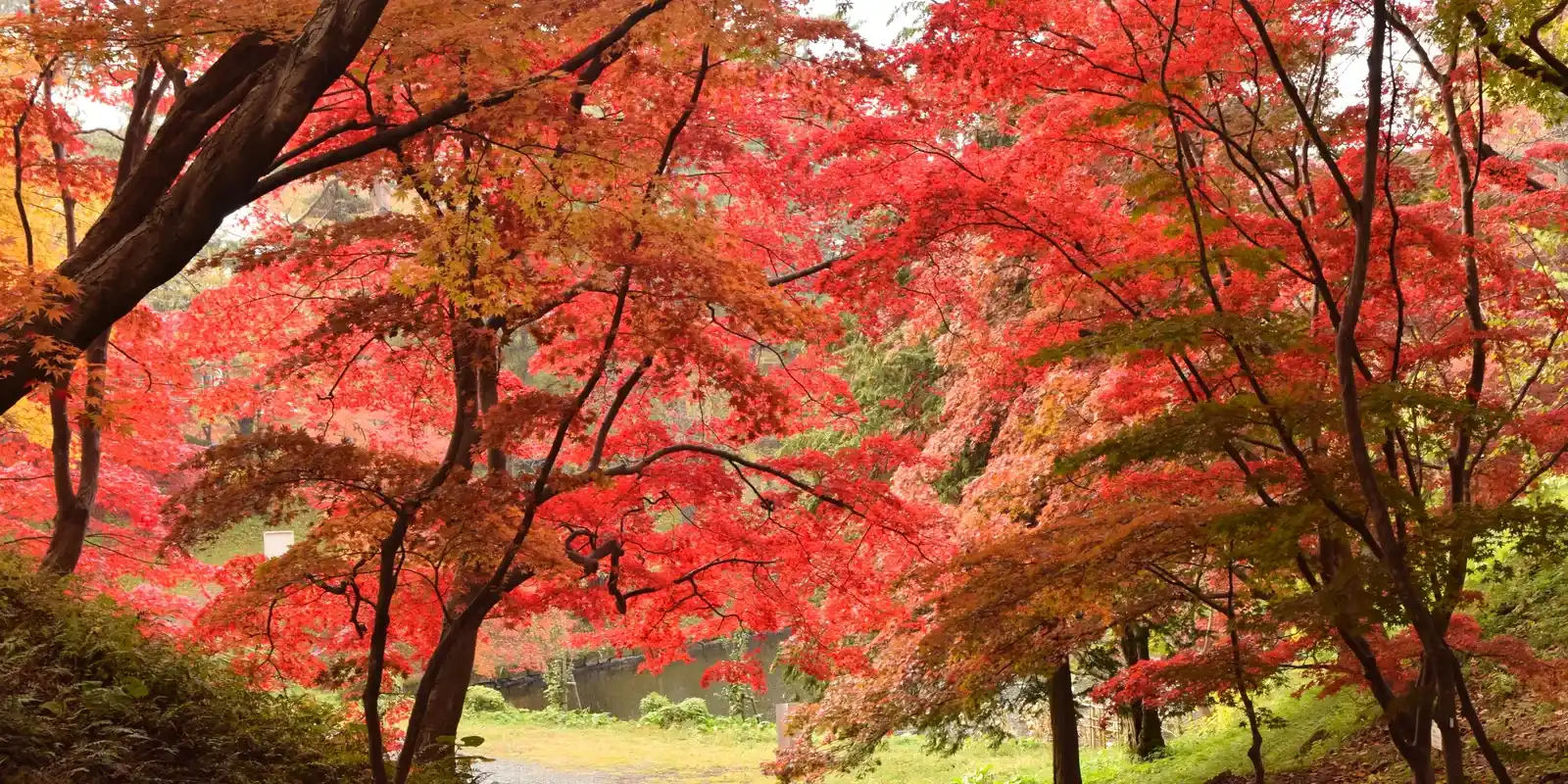 You're Worrying Too Much — What Japanese People Actually Think When They See You