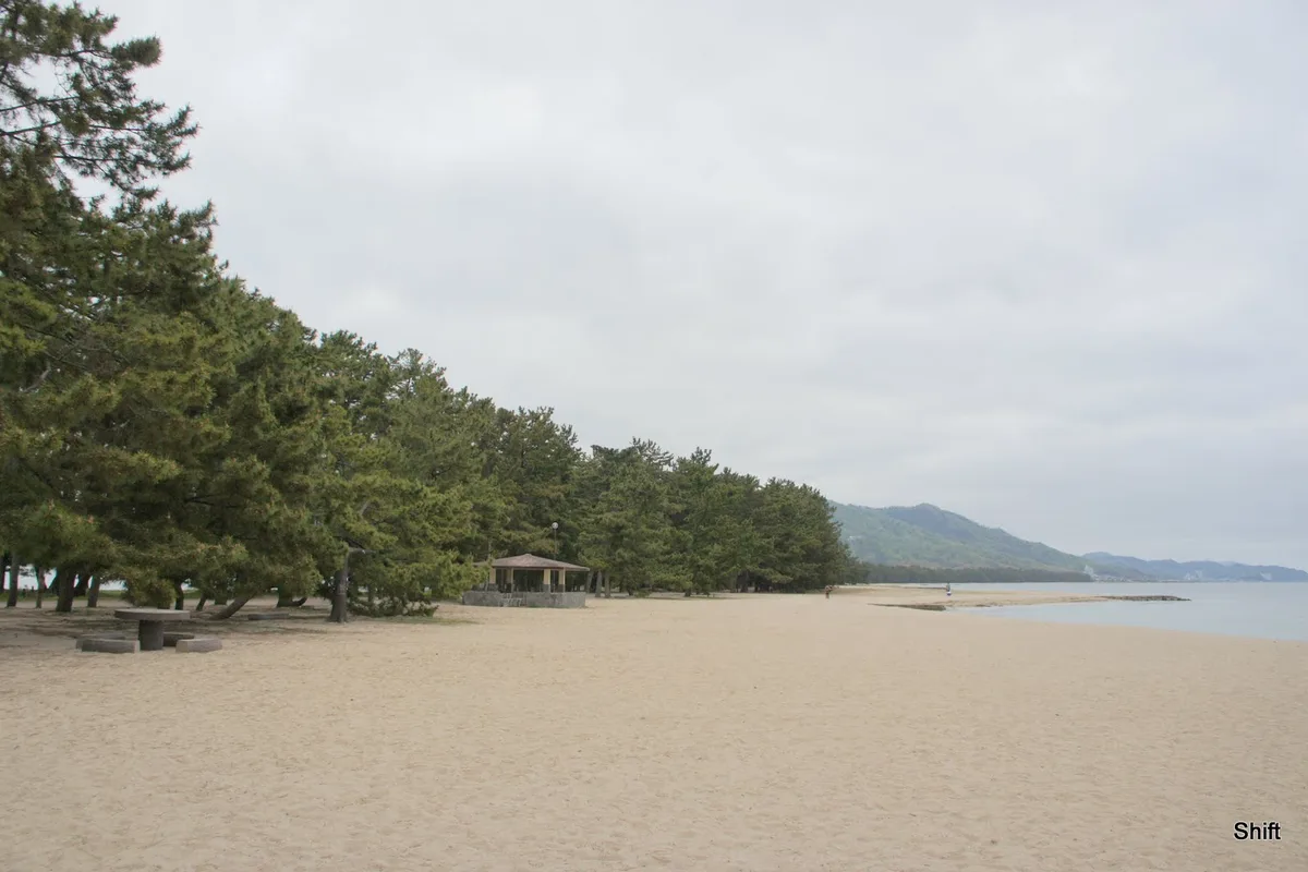 Ground-level view of the pine-lined sandbar and sand beach at Amanohashidate under an overcast sky