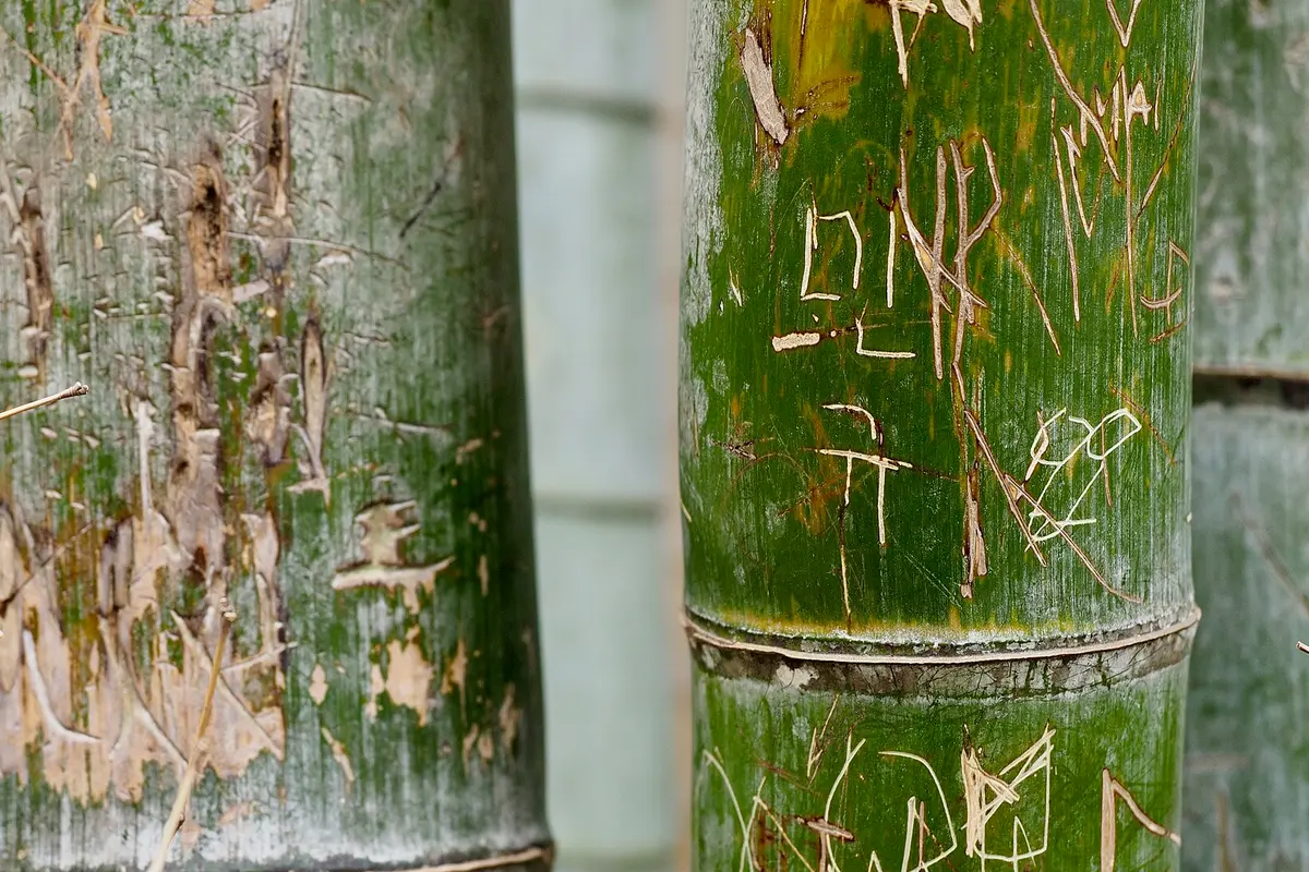 Close-up of two bamboo stalks scarred with carved initials and scratched marks