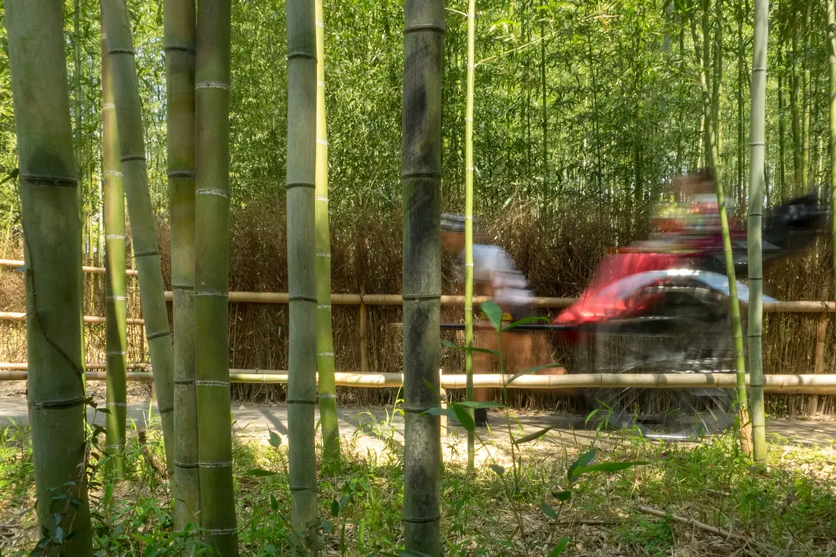A motion-blurred rickshaw passing along the fenced bamboo path, seen from between still bamboo stalks