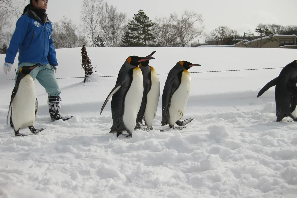 A line of king penguins walking through snow beside a staff member during the winter penguin walk