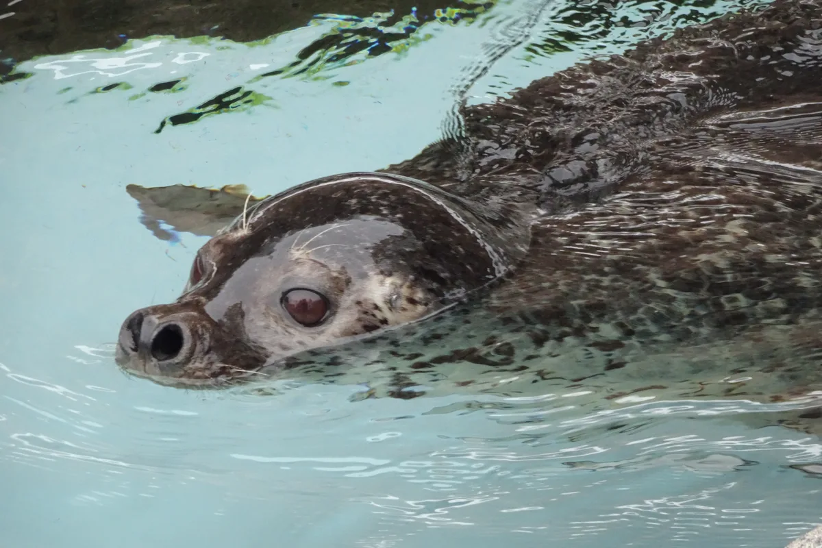 A spotted seal swimming close to the glass in one of the underwater viewing tunnels