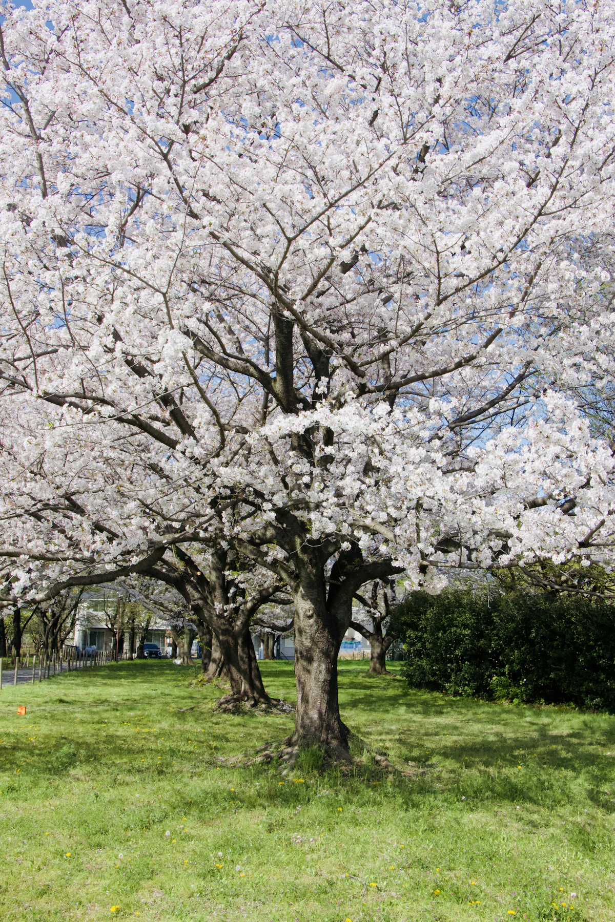 A cherry blossom tree in full bloom during springtime in Japan