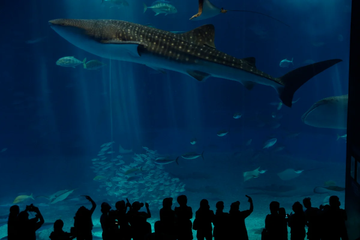 The Kuroshio Sea tank at Churaumi Aquarium, with a whale shark swimming past the acrylic panel above a row of silhouetted visitors
