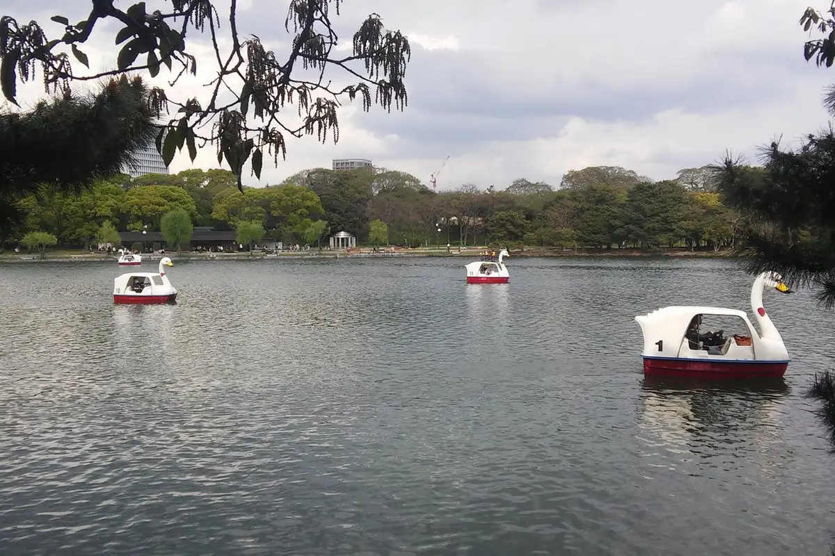 Swan pedal boats out on the pond at Ohori Park in Fukuoka, with the wooded far shore behind them