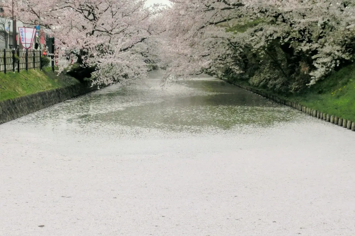 Fallen cherry petals covering the surface of the moat at Hirosaki Park in a thick pink carpet, with blossoming branches leaning in from both banks