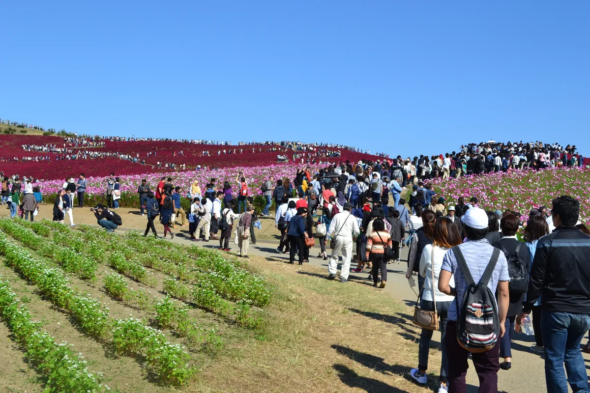 A crowd of visitors walking a path through a hill covered in bright red kochia bushes and pink cosmos flowers at Hitachi Seaside Park