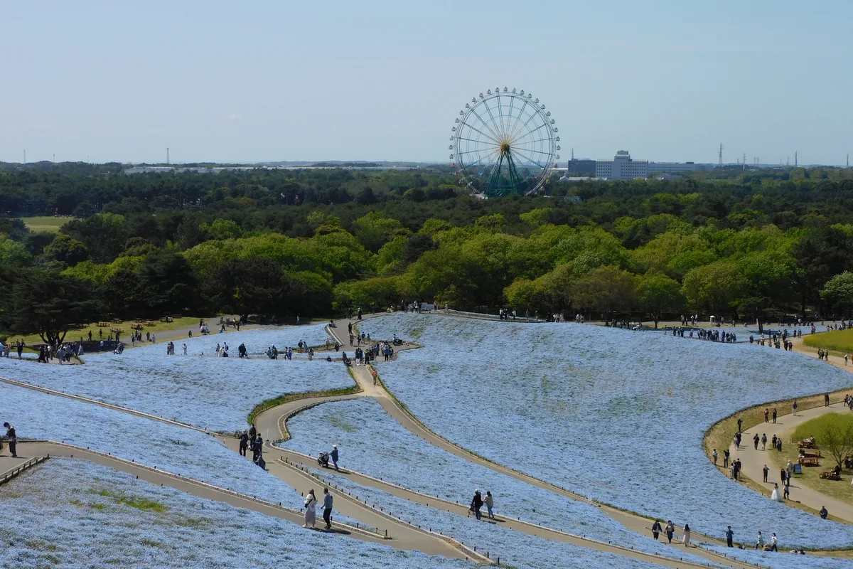 Wide view of Miharashi Hill covered in blue nemophila flowers, with visitors walking the winding paths and a Ferris wheel visible above the trees behind