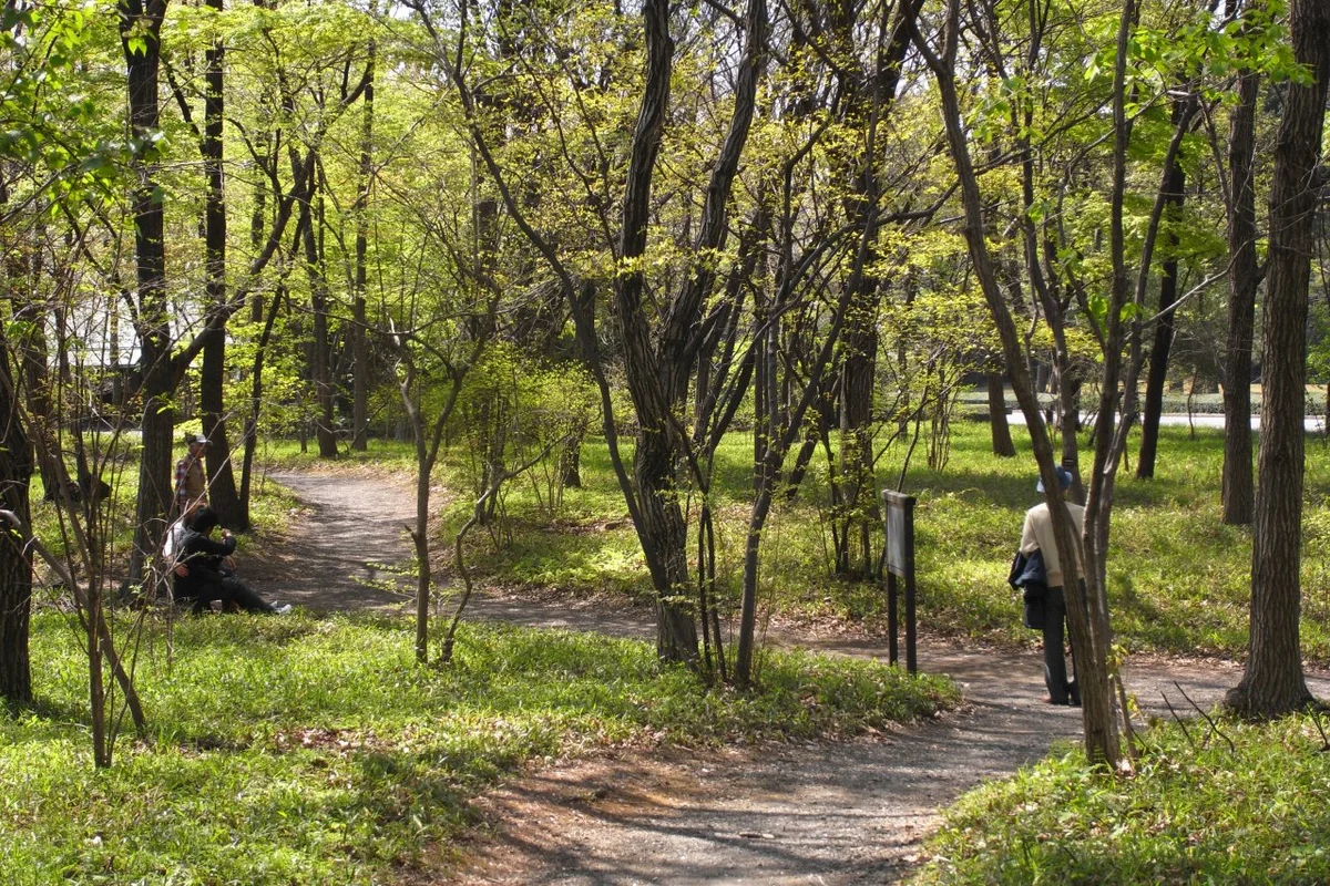 A quiet grove path through the Ninomaru coppice at the East Gardens, with a few visitors walking and resting among the trees