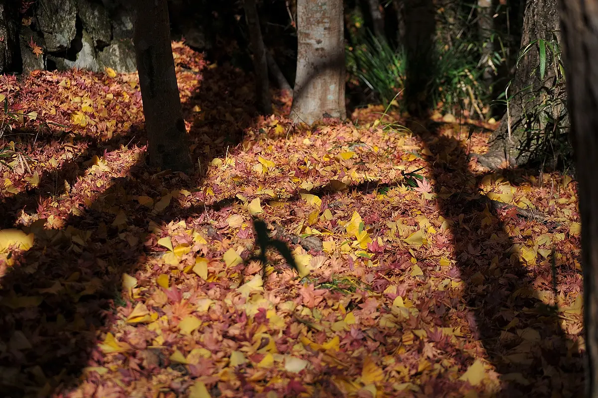 Fallen maple and ginkgo leaves covering a forest floor in patches of sunlight, with tree trunks rising behind