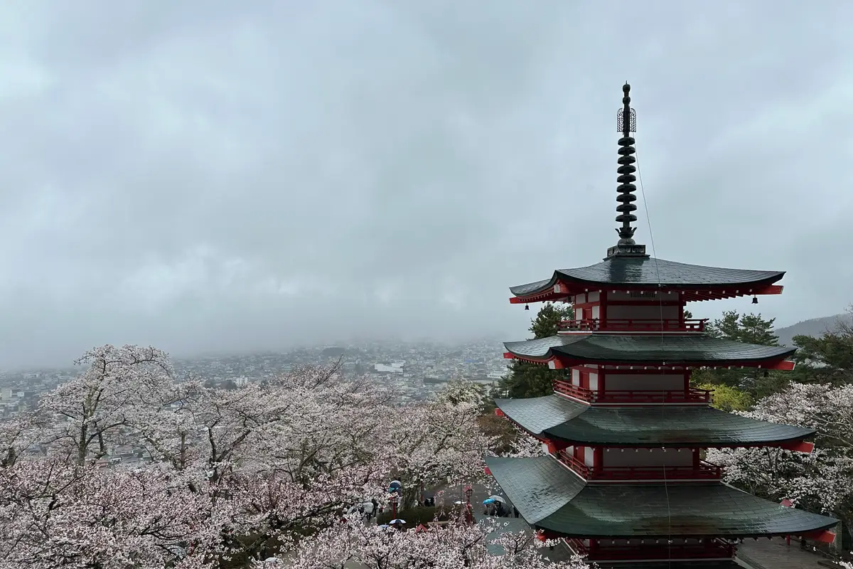 Looking down from Arakurayama Sengen Park: the five-storey pagoda among cherry trees in full bloom, the town of Fujiyoshida below, and low cloud where the mountain would be