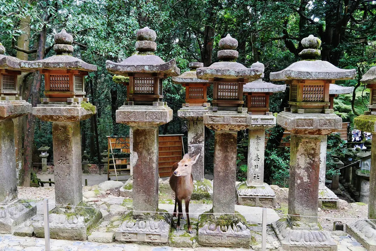 Deeper in the park: a deer standing among rows of moss-covered stone lanterns at Kasuga Taisha