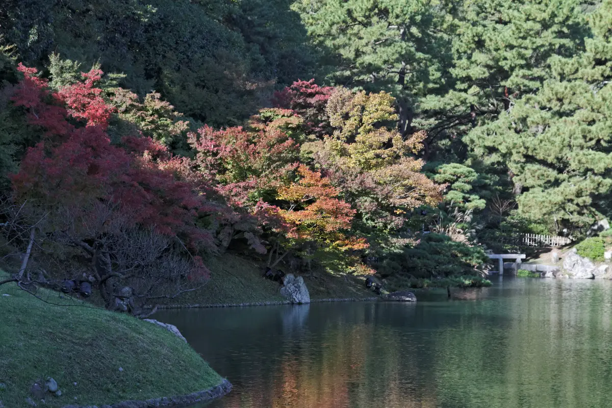 Maples turning red and gold along the far bank of a pond in Ritsurin Garden, with hand-pruned pines beyond