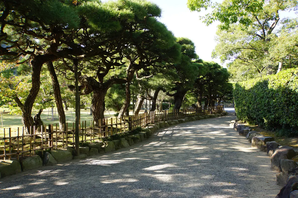 Seen from the path: a row of pines trained into a low screen behind a bamboo fence in Ritsurin Garden