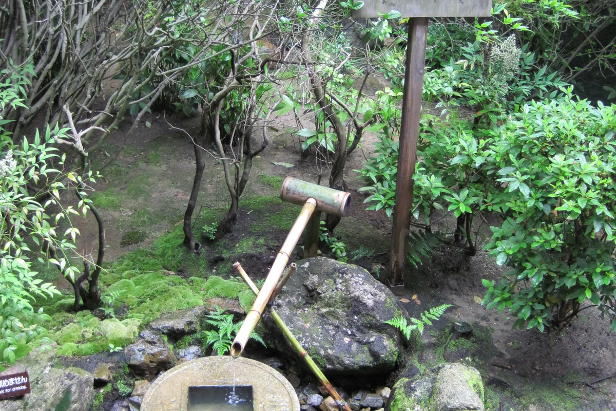 A bamboo water spout feeding the stone tsukubai basin at Ryoan-ji, moss and low plants surrounding the mossy rock