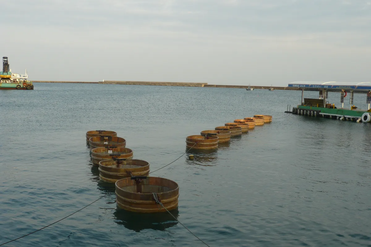 A row of round wooden tarai-bune tub boats moored at Ogi port, Sado Island, with the harbor breakwater behind them