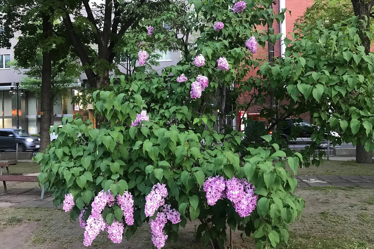 A lilac shrub in full bloom beside a bench in Odori Park, with downtown Sapporo streets and buildings behind