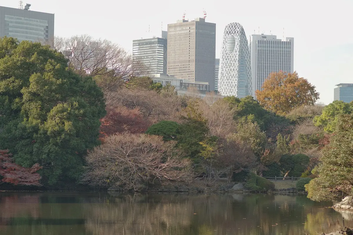 Across the pond in Shinjuku Gyoen, autumn trees with the Shinjuku skyscrapers rising behind them