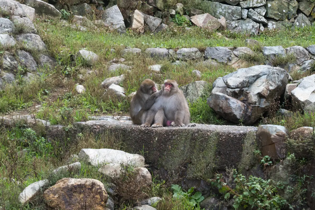 On bare autumn ground: two Japanese macaques grooming on a stone ledge among grass and rocks at Jigokudani, with no snow