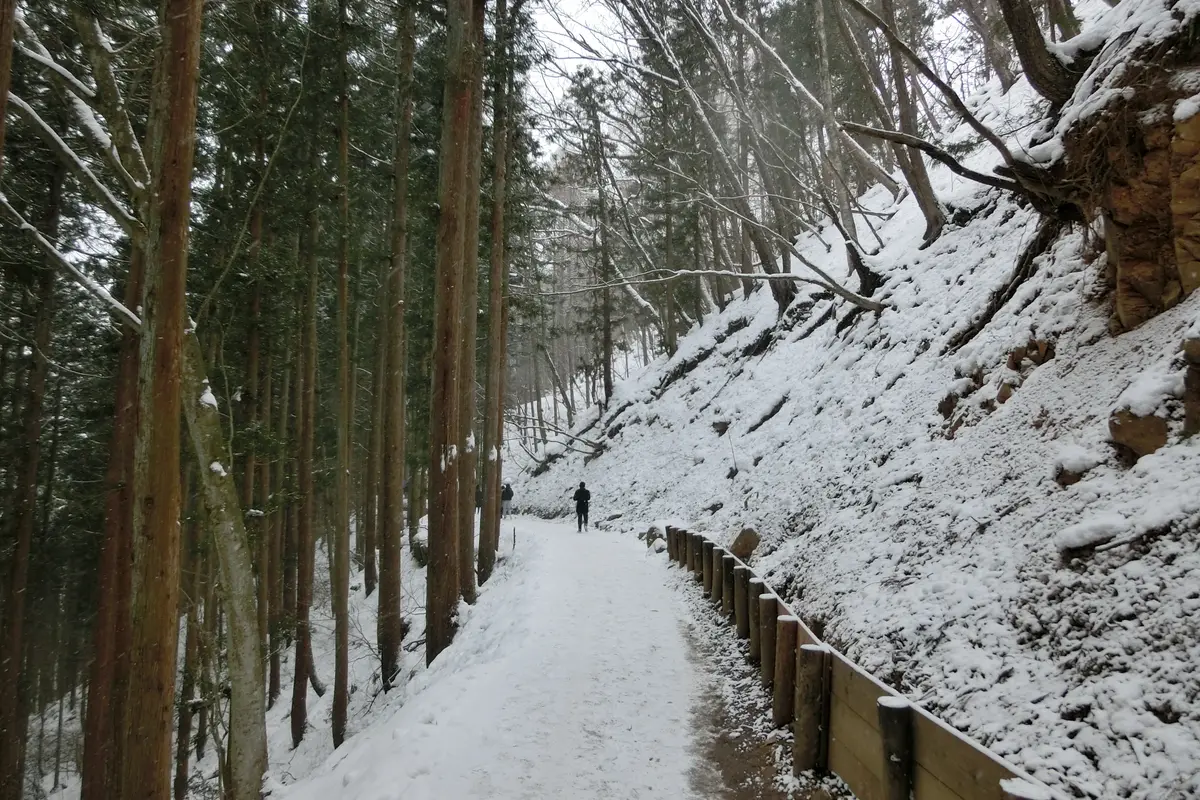 A snow-covered unpaved forest trail running between tall cedars toward Jigokudani Yaen-koen, with one walker far ahead