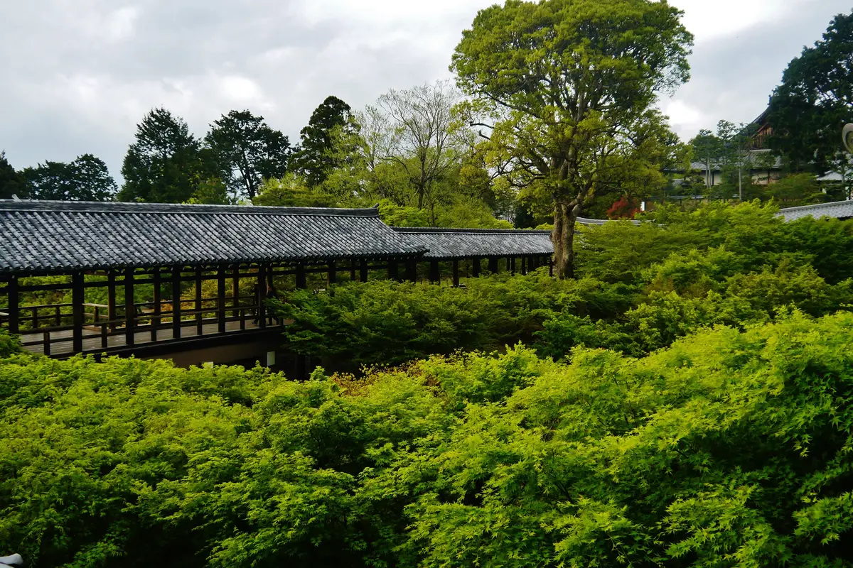 Looking across the ravine at Tofuku-ji in the green season: the long covered wooden bridge above a canopy of fresh green maple leaves