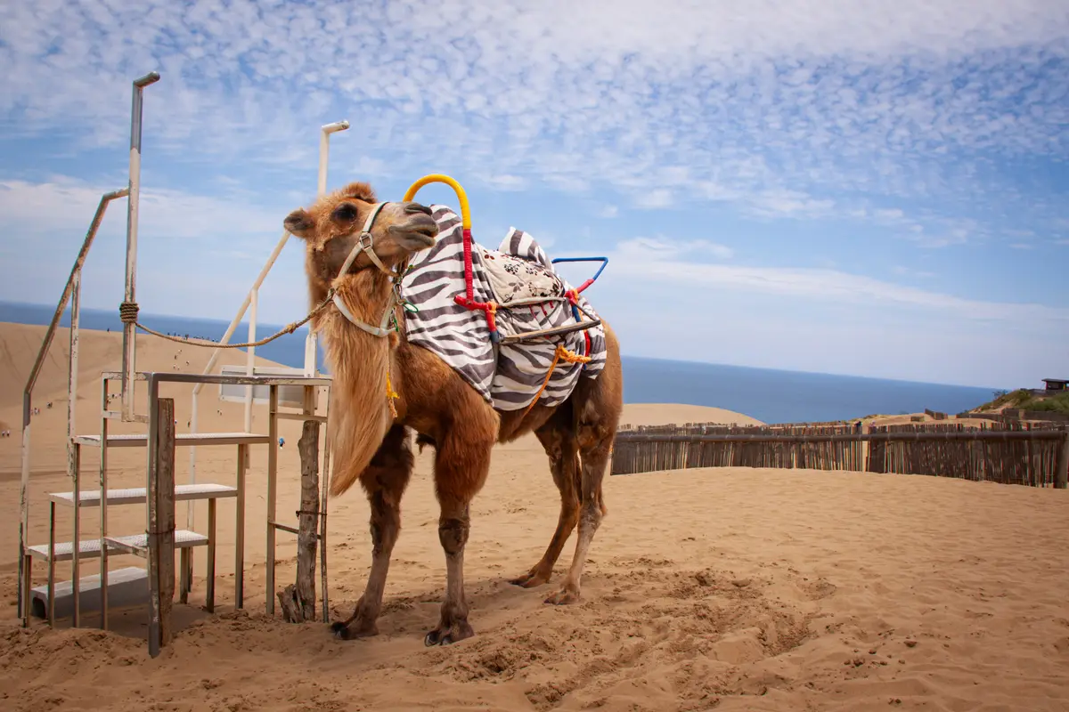 A Bactrian camel in a striped blanket standing beside its mounting steps on the Tottori dunes, with the Sea of Japan behind