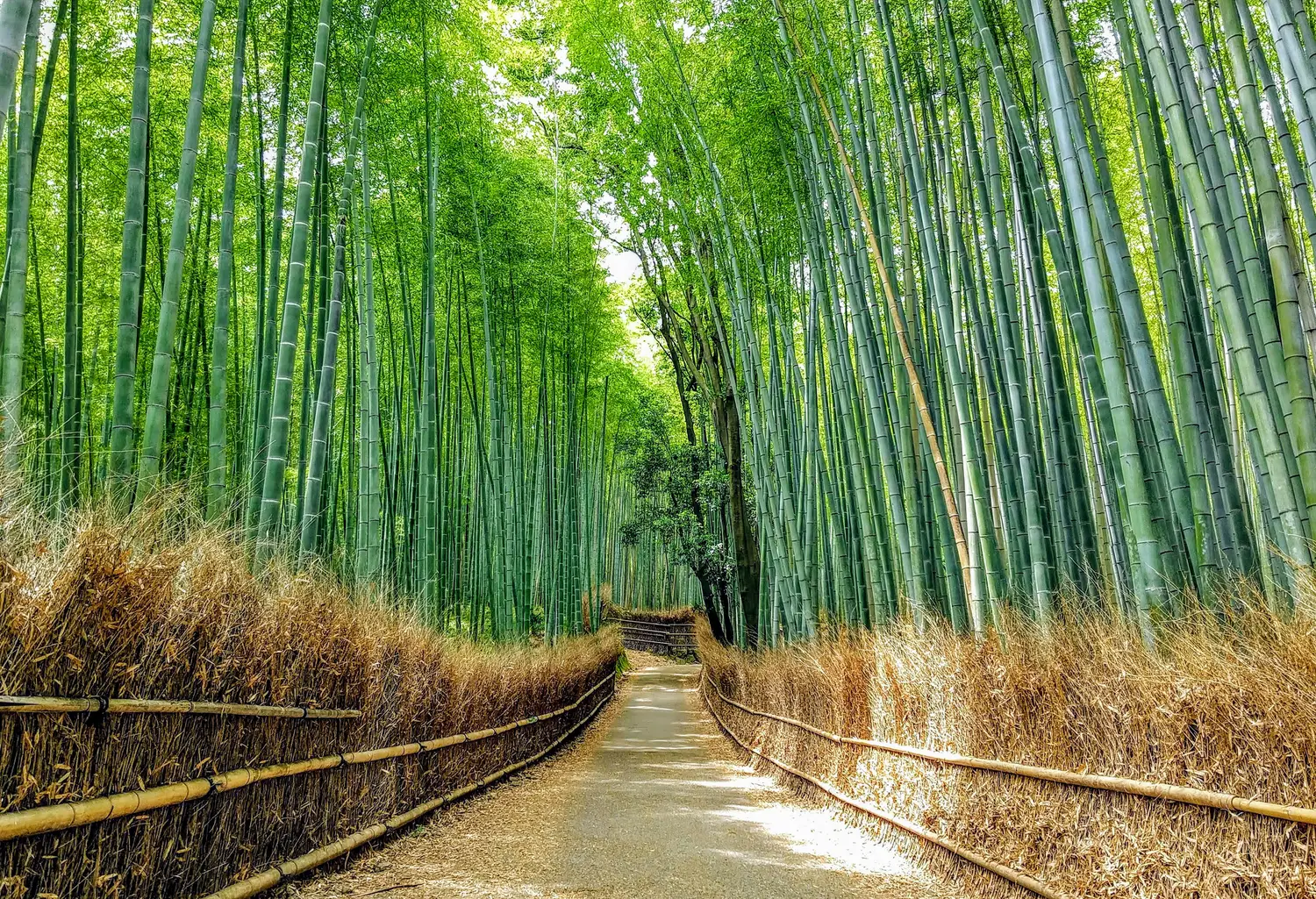 A path winding through a tall bamboo grove in the Sagano district of Kyoto