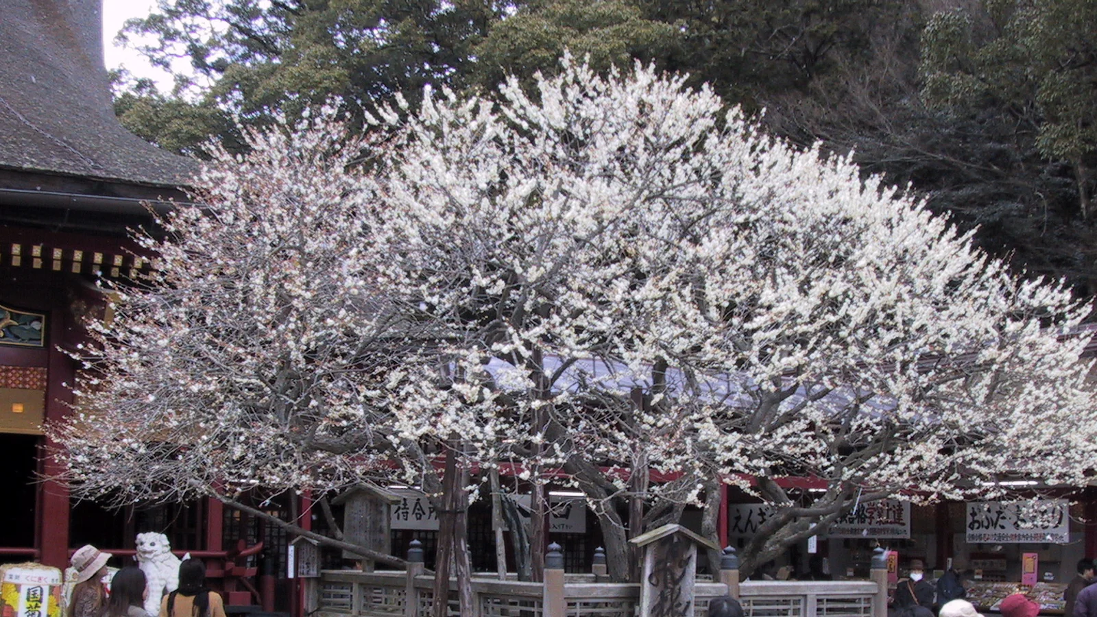 A plum tree in full bloom before the vermilion main hall at Dazaifu Tenmangu in Fukuoka