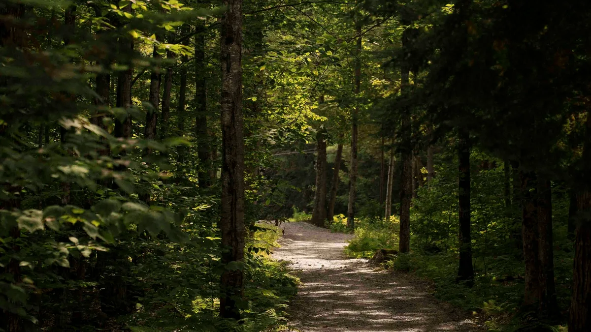 Ghibli Park: A Forest You Walk Into, Not a Theme Park You Ride