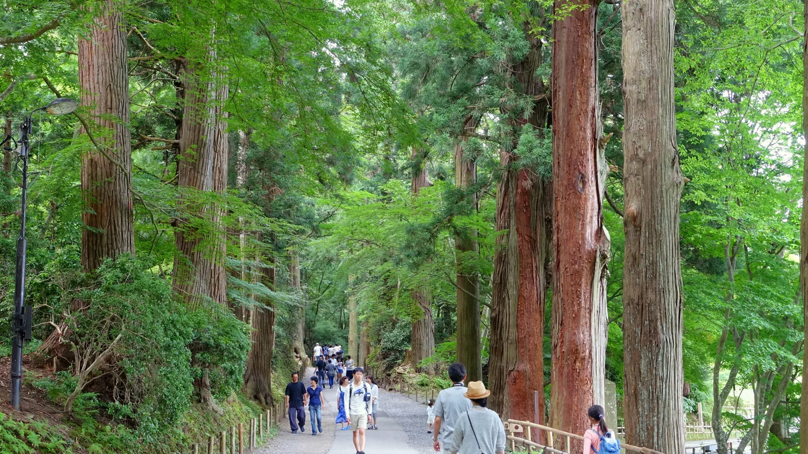 The Tsukimizaka, the cedar-lined main approach climbing toward Chuson-ji in Hiraizumi