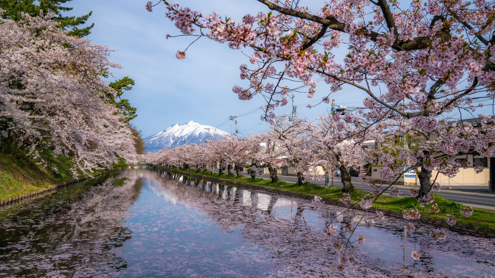 Hirosaki Castle — The Keep That Came Back Smaller, and the Cherry Trees Its Old Retainers Planted